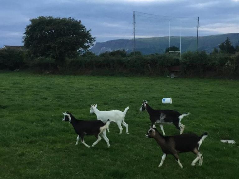 Glendale Bed And Breakfast, Cushendall Buitenkant foto
